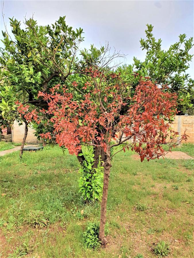 Villa Nel Salento - Ampie Camere E Giardino, Fino A 9 Persone Barbarano del Capo المظهر الخارجي الصورة